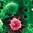 Harvard Moves On Stem Cells Harvard Moves On Stem Cells