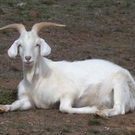 Goat Sex Goat Sex