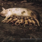 More And More Pigs More And More Pigs