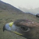 Eagle's Eye View Eagle's Eye View