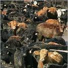 Meat's Multiplier Effect Meat's Multiplier Effect
