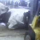 Massive Beef Recall Is A Downer Massive Beef Recall Is A Downer