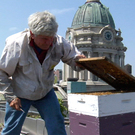 Bees Please Bees Please
