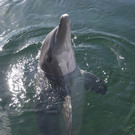 Dolphin Army Dolphin Army