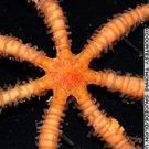 Global Warming Reveals Pretty Animals Global Warming Reveals Pretty Animals