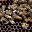 Where Have All The Bees Gone? Where Have All The Bees Gone?