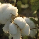 Cotton Matters Cotton Matters