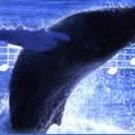 Remix The Whales Remix The Whales