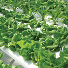 Thar She Grows Thar She Grows