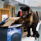 Monkey Business Monkey Business