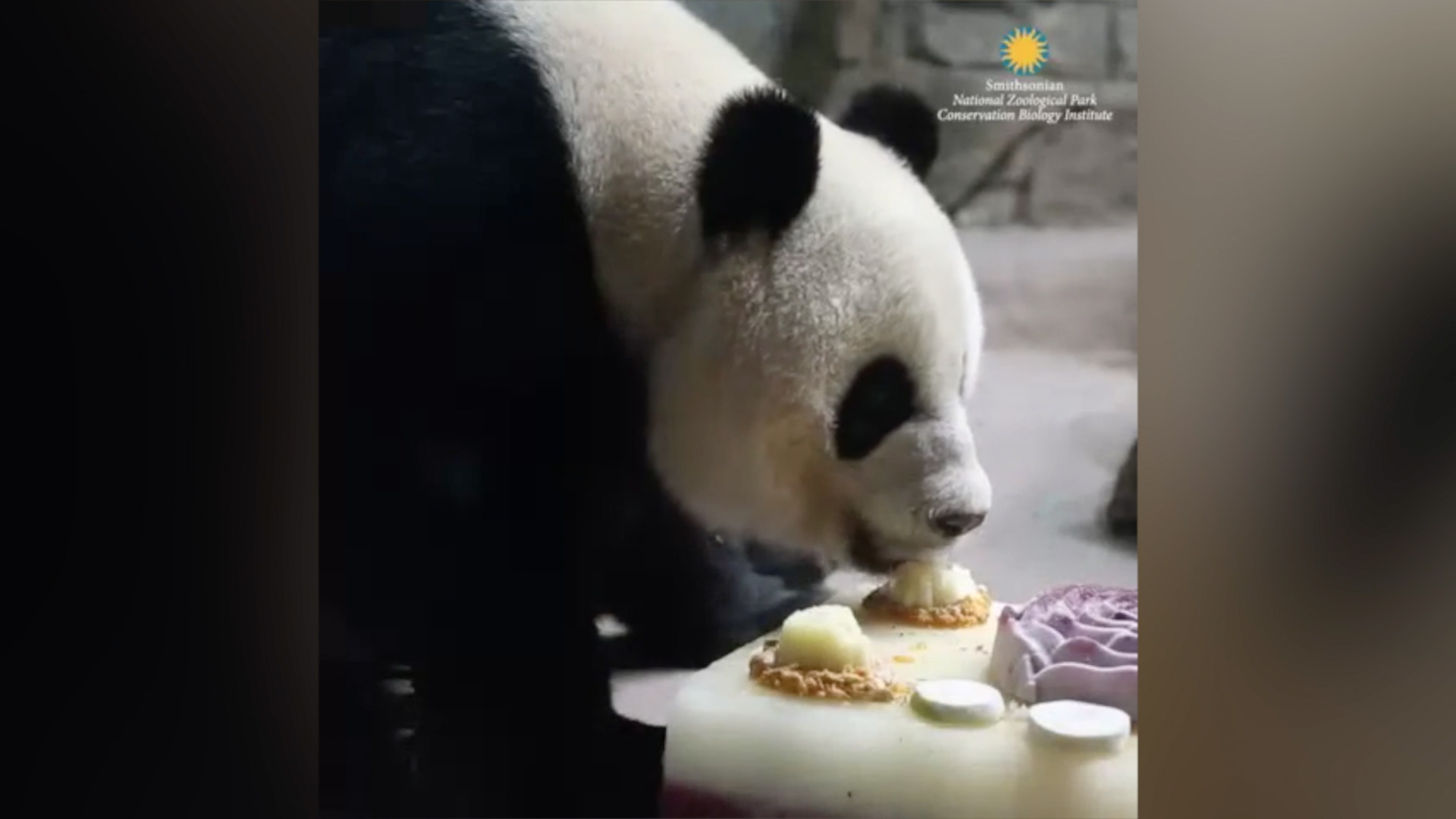 Panda stays cool by eating ice cream The Washington Post