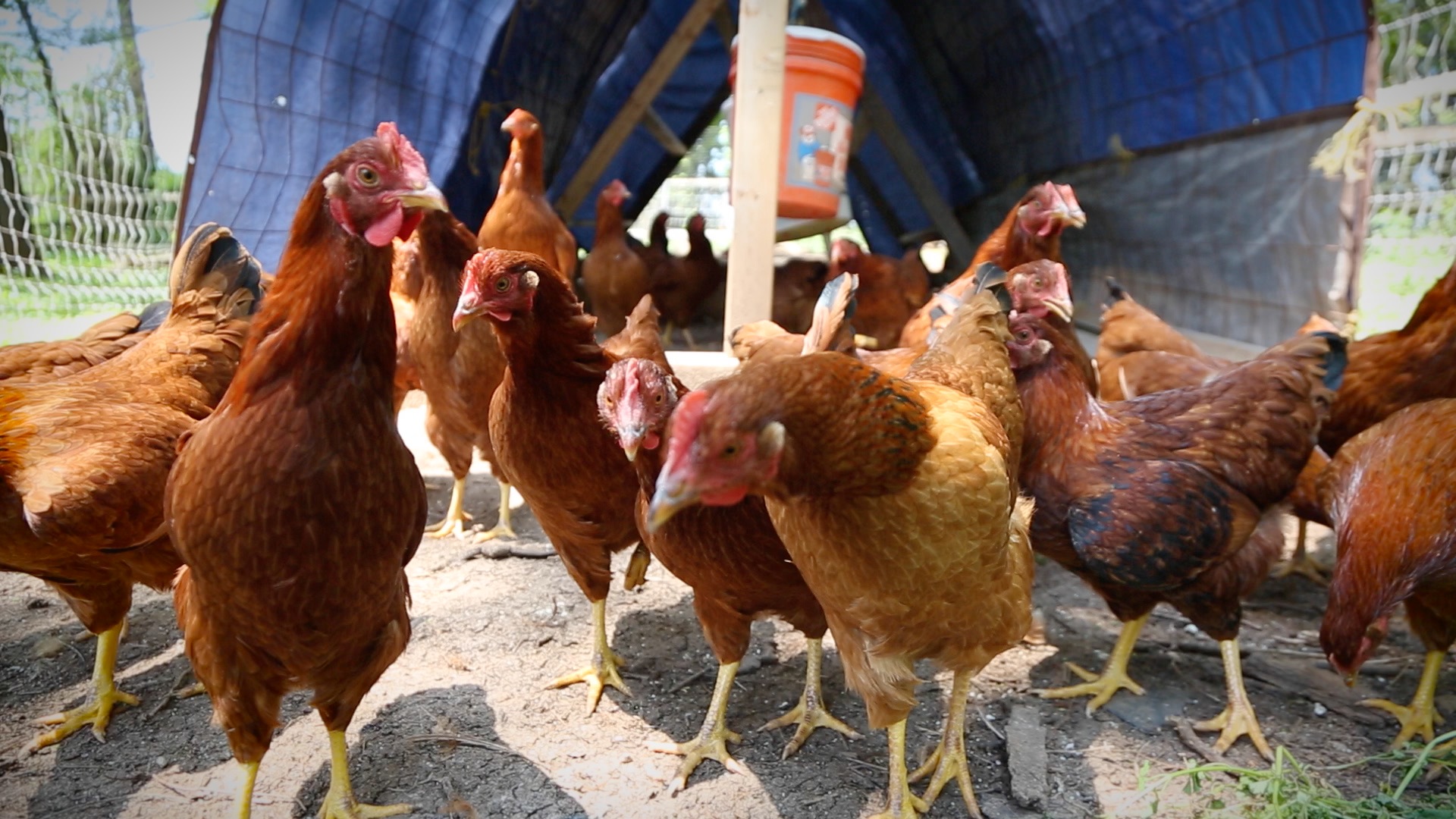 Chickens for rent The Washington Post