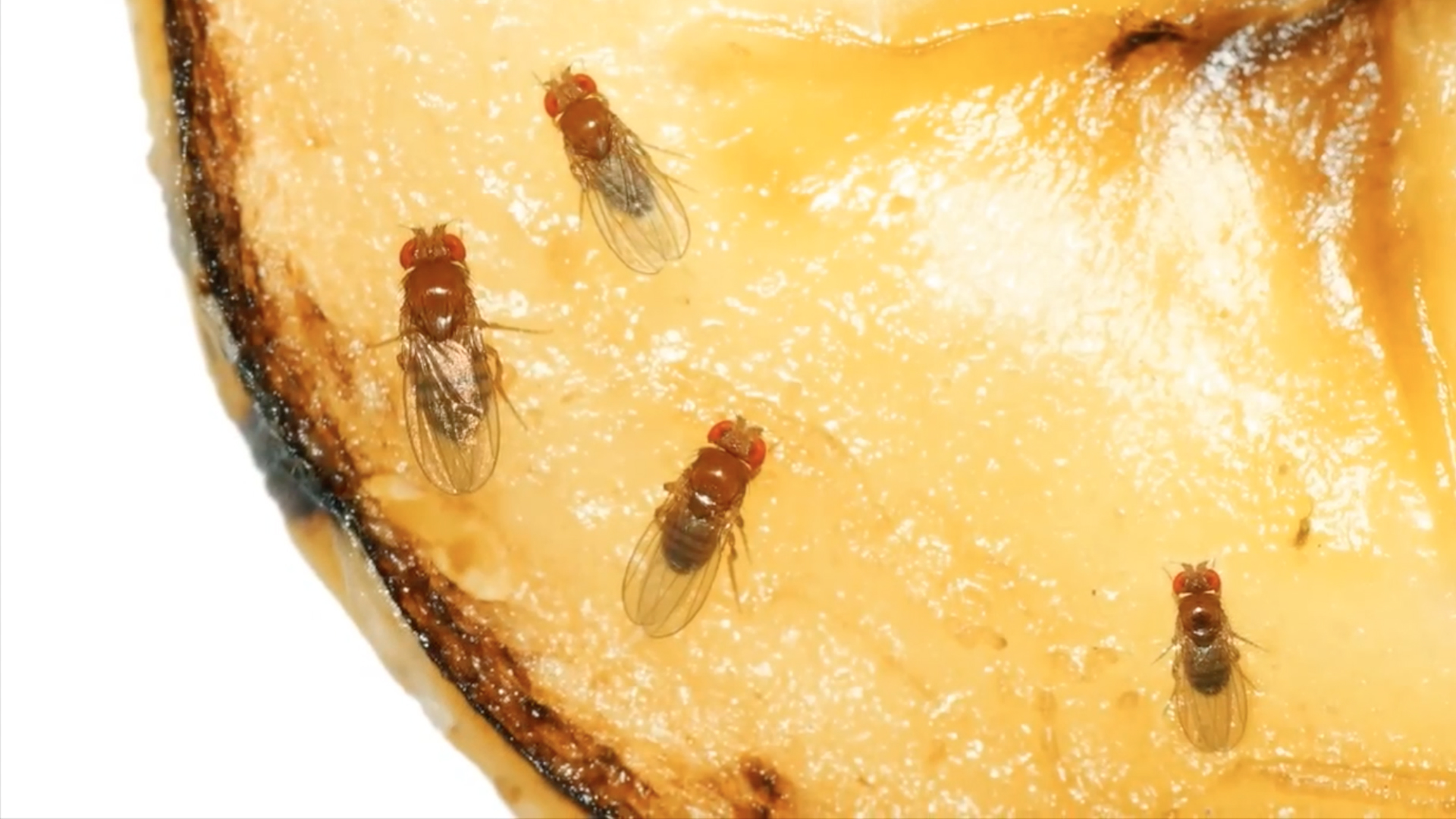 How fruit flies could improve beer flavors The Washington Post