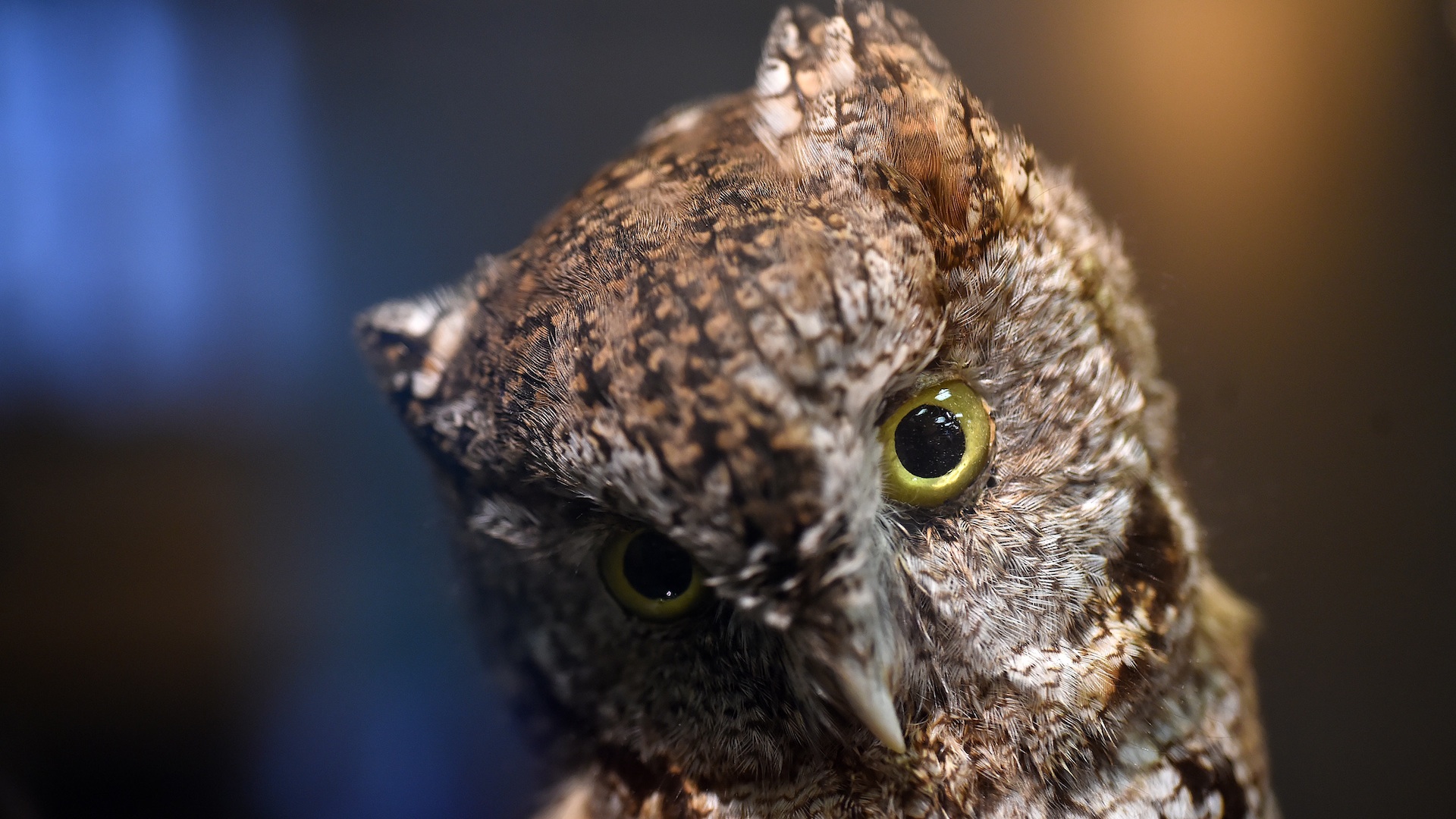 Kids at Rock Creek Park see what owls ate The Washington Post
