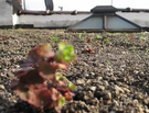 Project 012: A Roof Grows In Harlem