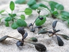 Herbaceous Innovation