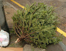 What To Do With the Christmas Trees Now?