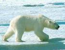 New Global Warming Report Says We're Way More Screwed Than Previously Thought