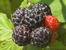 Controversy: Youth Dictionary Scraps Blackberries for BlackBerry Phones