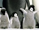Bird Migration Patterns Impacted by Global Warming, Says Report