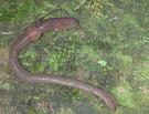 Forget Farting Cows, Worry About Burping Worms