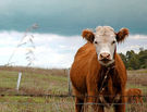 Organics Have Been Debunked. What Do We Do Now? 