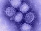 Swine Flu: We Went a Little Crazy But We Didn't Die
