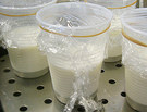 better-living-through-homemade-yogurt