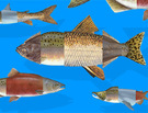 Can Engineered Salmon Save Seafood?