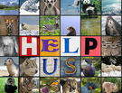 The Way We Track Endangered Species Might Be Very Flawed
