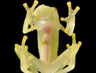 Hark! New Animals Discovered