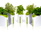 Great Invention: Gardening Without Dirt