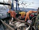 We Can Save the Fish (But Only if We Try to)