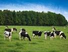 A Contrarian Take on Meat and Climate Change