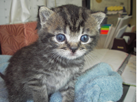 Kitten
