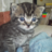 Kitten
