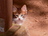 Feral_kitty