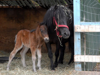 Flicka_0006