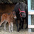 Flicka_0006