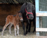 Flicka_0006