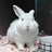 Snow_1_41152_web