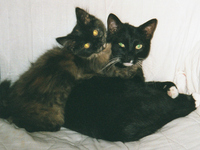 Kitties-best