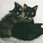 Kitties-best