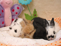 Emerald_babies_041607