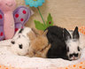 Emerald_babies_041607
