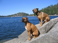 Pincrestdogs9-05