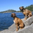 Pincrestdogs9-05