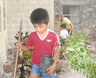 Isaacplanting