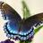 6butterfly6-12