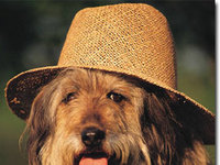 Hund-hut